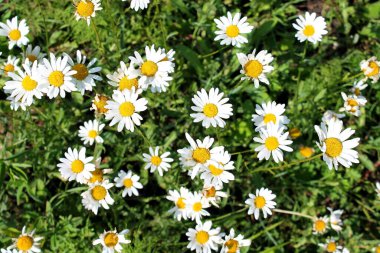 Beyaz ve sarı renkli bir sürü papatya, yeşil otların arka planına karşı.