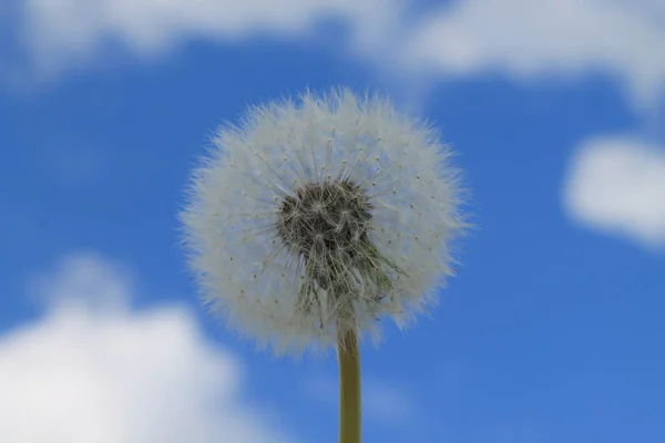 Floare Pufoasă Numită Păpădie Albă Cer Albastru Nori — Fotografie, imagine de stoc