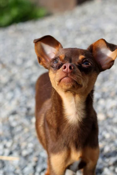 Собака Іграшковий Тер Породи Коричневий Висячими Вухами Фоні Сірого Гравію — стокове фото