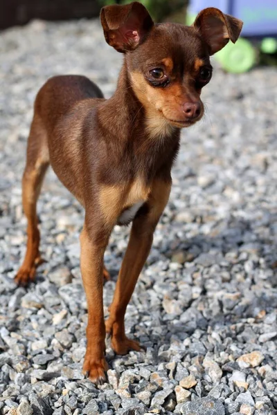 Köpek Toy Terrier Cinsi Kahverengi Kulakları Asılı Gri Çakılların Arka — Stok fotoğraf