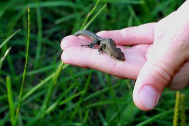 Koyu gri bir kertenkele bir çocuğun elinde yeşil çimenlerin arkasında oturuyor..