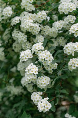 İlkbahar, küçük çiçekler açtı, çalı