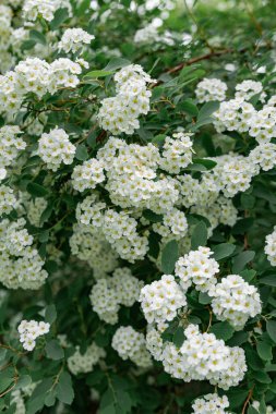 İlkbahar, küçük çiçekler açtı, çalı