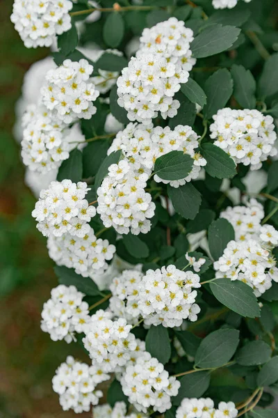 Frühling Kleine Blumen Blühten Strauch — Stockfoto