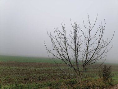 Sis yağdıktan sonra sonbahar tarlası