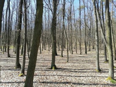 Ormandaki ağaç manzarası 