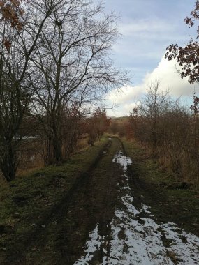 Kış mevsiminde ormanda karlı bir yol. 