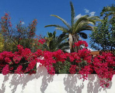 Yazın güzel kırmızı çiçekler 