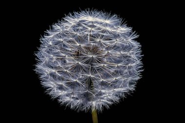 Karahindiba, siyah izole bir arkaplanda..