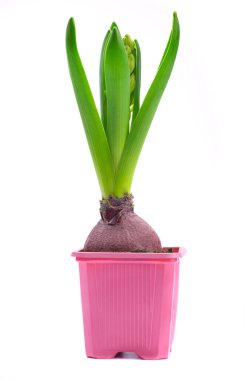 Yeşil sümbül çiçeği pembe kapta, beyaz izole arkaplanda.