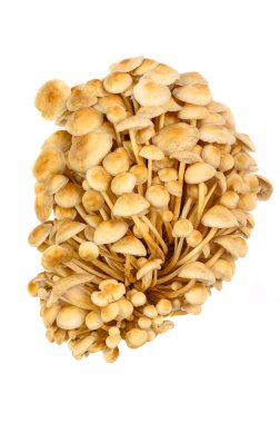 Beyaz yalıtılmış arka planda bir sürü taze ve sağlıklı mantar.