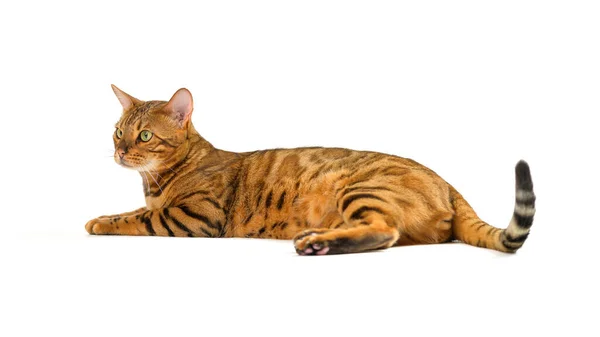 Vuxen Vacker Bengal Katt Vit Isolerad Bakgrund — Stockfoto