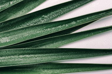 Beyaz yalıtılmış arka planda sulu yeşil palmiye yaprakları