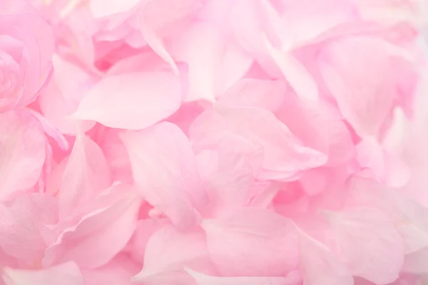 Background Pink Delicate Petals Decorative Almonds Close Stock Fotografie