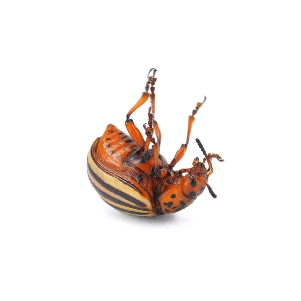 Adult Colorado Potato Beetle Lying Upside Its Legs Close White — Stok fotoğraf