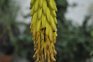 Bahçede hasat yapan arılar
