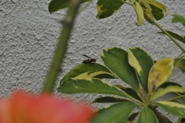 Yapraktaki eşekarısı