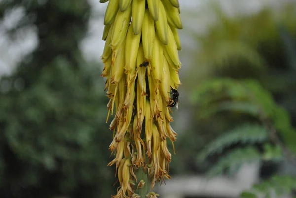 Збирання Бджіл Саду — стокове фото
