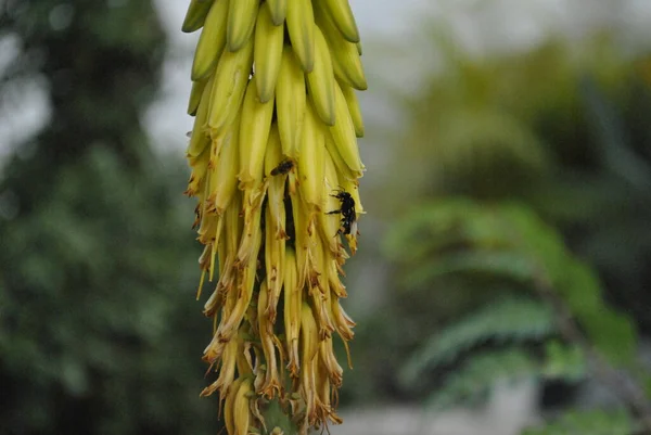 庭で収穫される蜂 — ストック写真