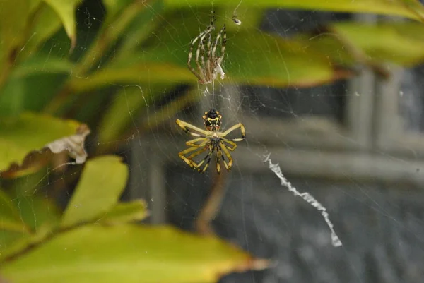 Spider shedding skin in his web