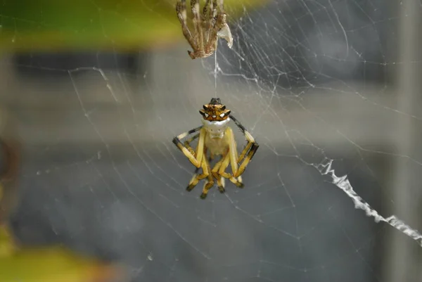 Spider shedding skin in his web