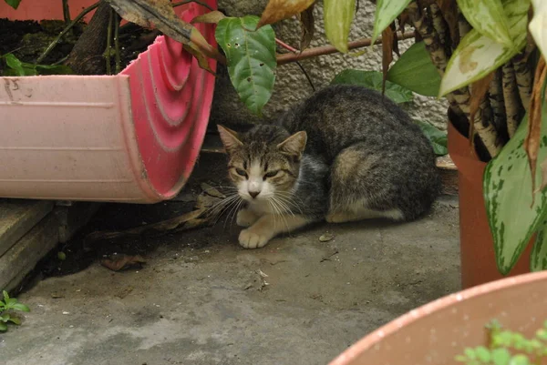 Γάτα Στον Κήπο — Φωτογραφία Αρχείου
