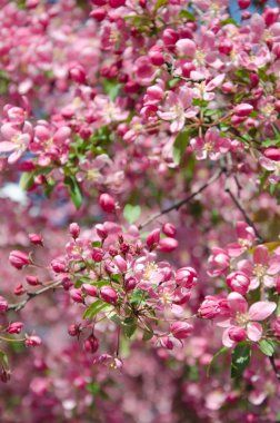 paradise elma ağacı dikey yönlendirme çiçekler