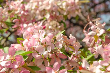 paradise elma ağacının çiçekleri