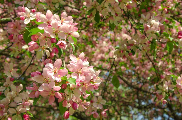 Flowers of paradise apple tree — Stock Photo, Image