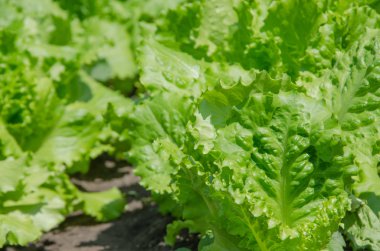 yeşil salata ile kapatın. sağlıklı bir yaşam tarzı ve diyet kavramı.