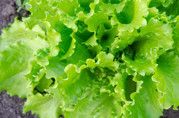 yeşil salata ile kapatın. sağlıklı bir yaşam tarzı ve diyet kavramı.