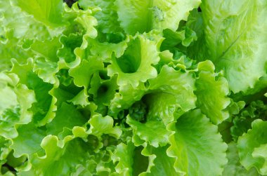 yeşil salata ile kapatın. sağlıklı bir yaşam tarzı ve diyet kavramı.