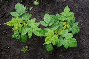 Ahududu çiçekli çalılar. Yukarıdan görüntüleyin. arka plan yaprakları.