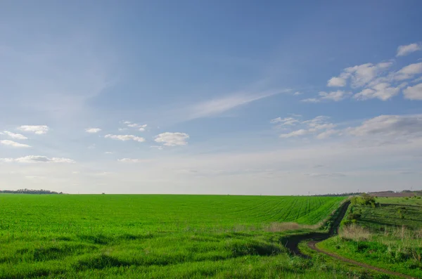 Campo verde e céu azul luz do nascer do sol . — Fotografia de Stock