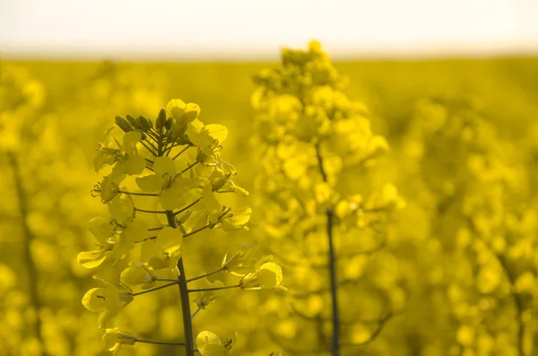 Flores de aceite en campo de colza . — Foto de Stock