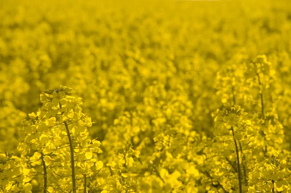 Ölblumen im Rapsfeld. — Stockfoto