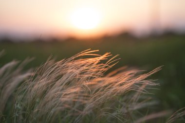 Feather grass in wind at sunset in the green field. clipart