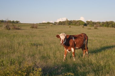 yeşil çim ve mavi gökyüzü ile light inek.