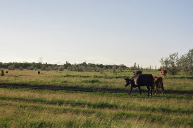 yeşil çim ve mavi gökyüzü ile light inek.