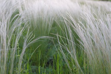 Yeşil tarlada günbatımında rüzgârda otları tüy.