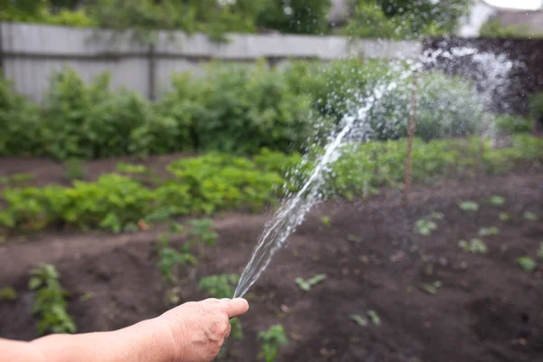 Watering to plant with a hose. grandmother hand watering the garden. — Stock Photo, Image