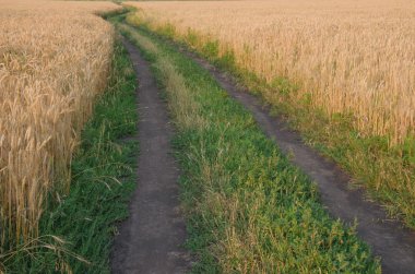 bulutlu gökyüzü altındaki buğday alanında köy yolu.