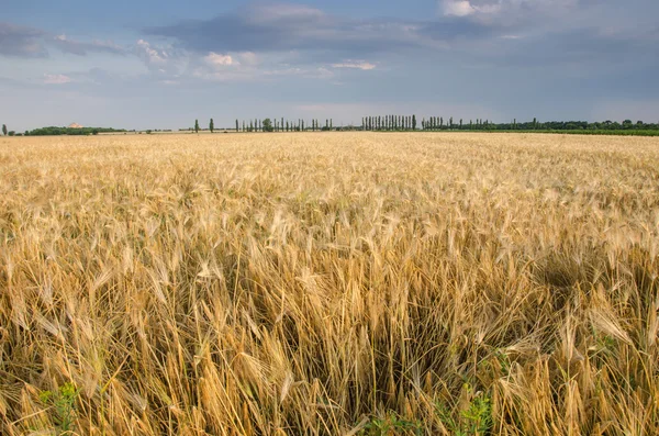 Paisagem de Verão com Campo de Trigo e Nuvens. — Fotografia de Stock