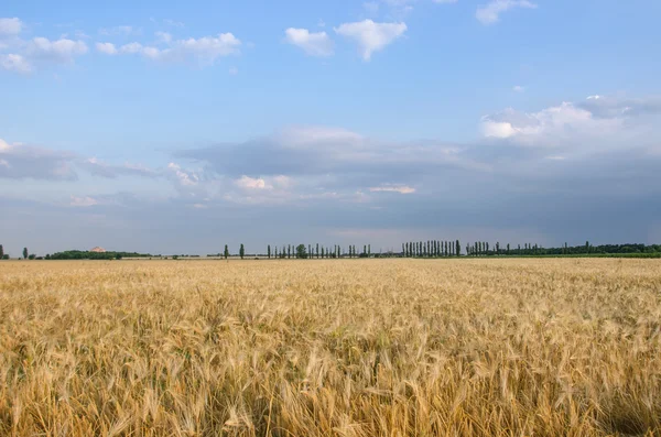 Paisagem de Verão com Campo de Trigo e Nuvens. — Fotografia de Stock