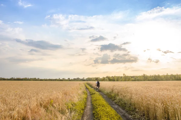 Homem de bicicleta no horizonte entre dois campos agrícolas de verão que estão cheios de trigo dourado . — Fotografia de Stock