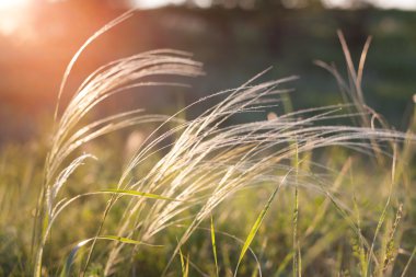 Yeşil tarlada günbatımında rüzgârda otları tüy.