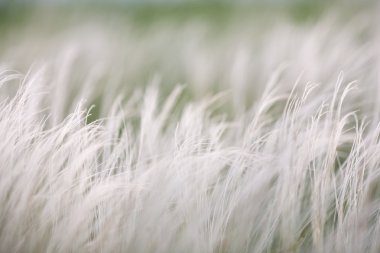 Yeşil tarlada günbatımında rüzgârda otları tüy.