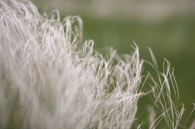 Yeşil tarlada günbatımında rüzgârda otları tüy.