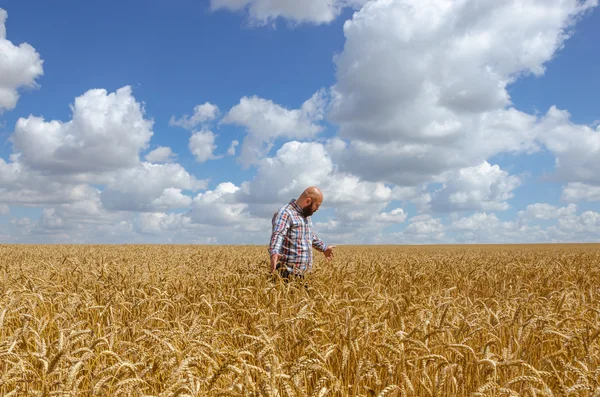 Agricultor ou agrônomo inspecionar a qualidade do trigo, época da colheita . — Fotografia de Stock