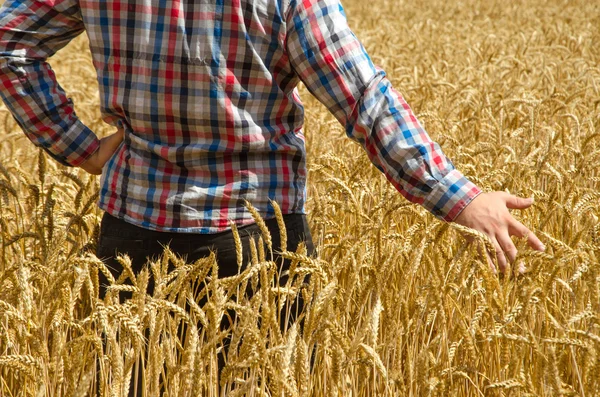 Uma mão de um jovem agricultor acima de um campo de trigo com foco seletivo . — Fotografia de Stock